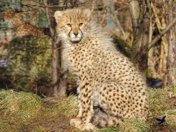 Tiergarten Schönbrunn am 27.01.2026